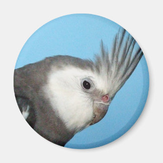 Aimant Cockatiel Homme Whiteface