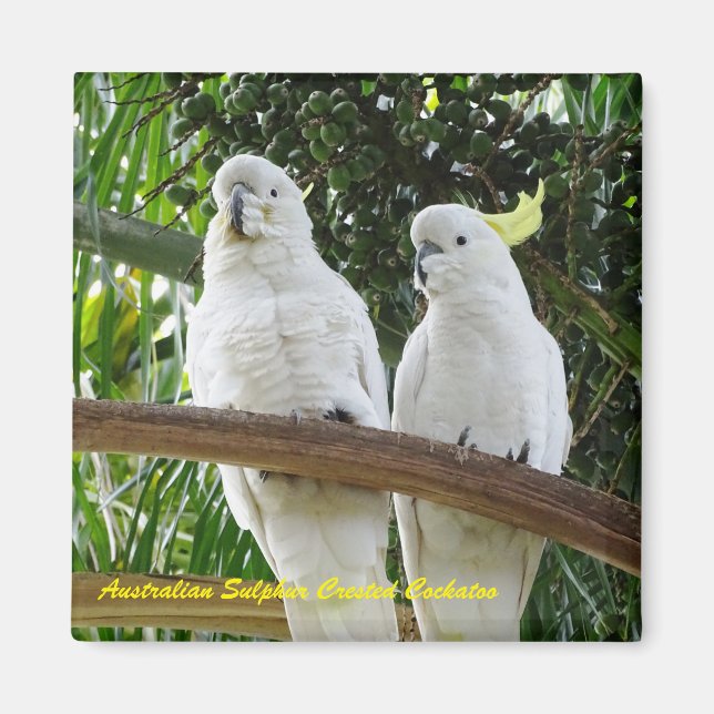 Aimant Cockatoo À Pot De Soufre Australien (Devant)