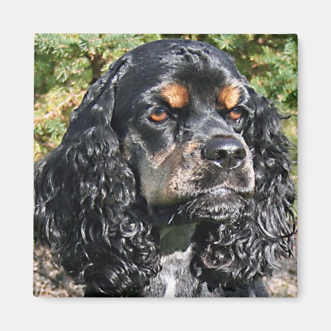 Aimant Cocker Spaniel (Devant)