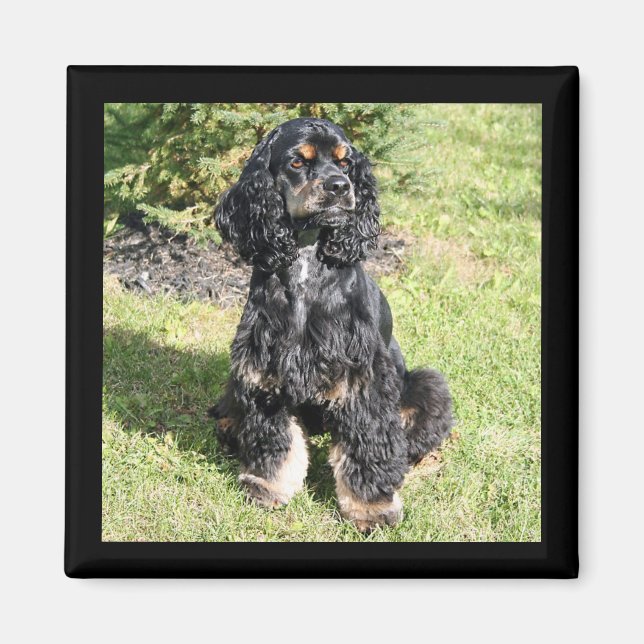Aimant Cocker Spaniel Color Photo (Devant)