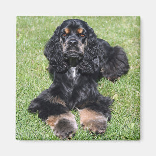 Aimant Cocker Spaniel Photo