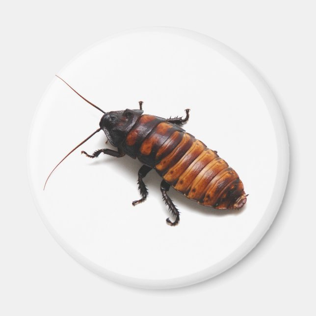 Aimant Cockroach (Devant)