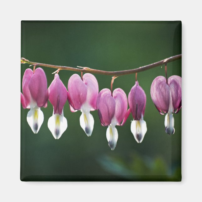 Aimant Coeurs Dainty (Devant)