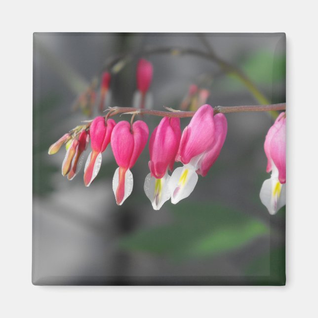 Aimant Coeurs pendants (Devant)