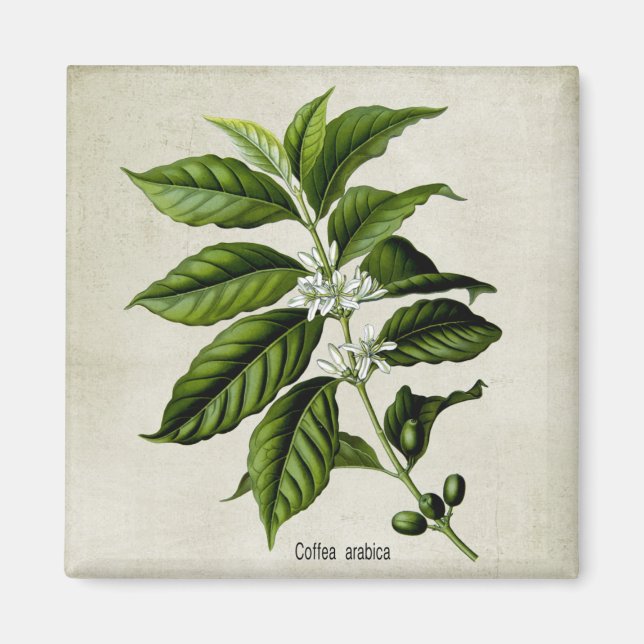 Aimant Coffea Arabica (Devant)