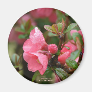Aimant Cognassier à fleurs roses de printemps