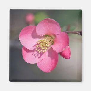 Aimant Coingot de Fleur de Poirier Parfait Rose