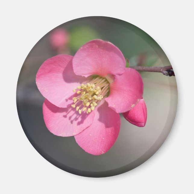 Aimant Coingot de Fleur de Poirier Parfait Rose (Devant)