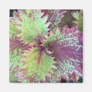 Aimant Coleus
