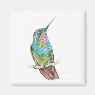 Aimant Colibri