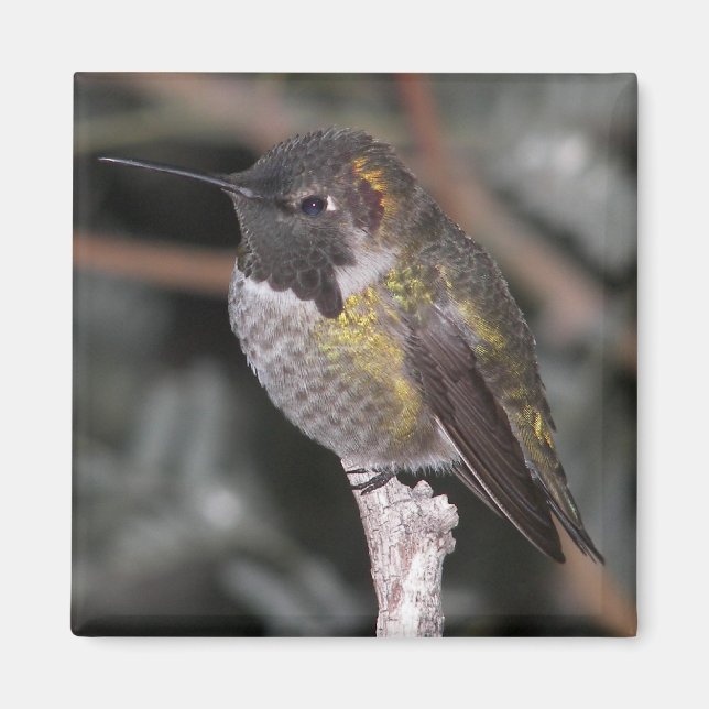 Aimant Colibri. (Devant)