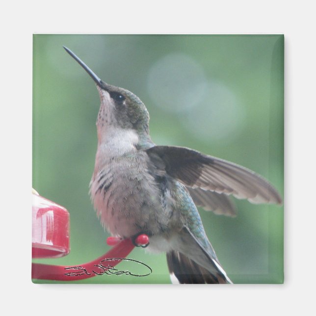 Aimant colibri (Devant)