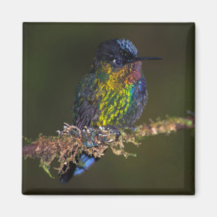 Aimant Colibri