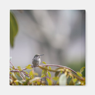 Aimant Colibri 3346