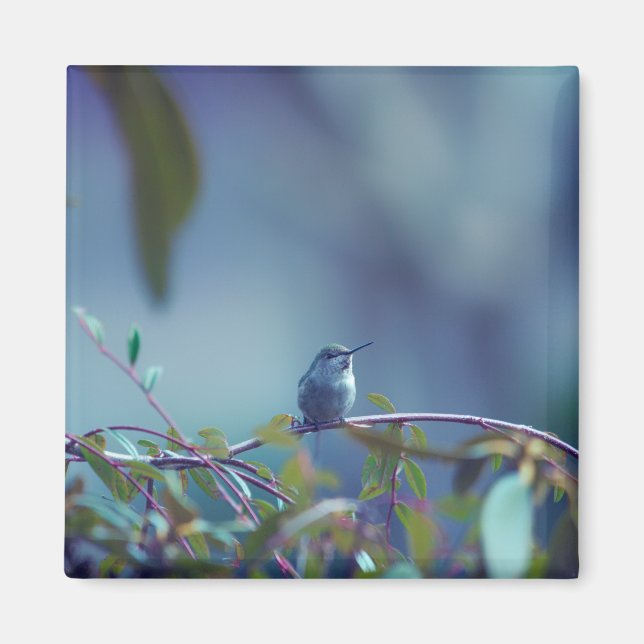 Aimant Colibri 5738 (Devant)