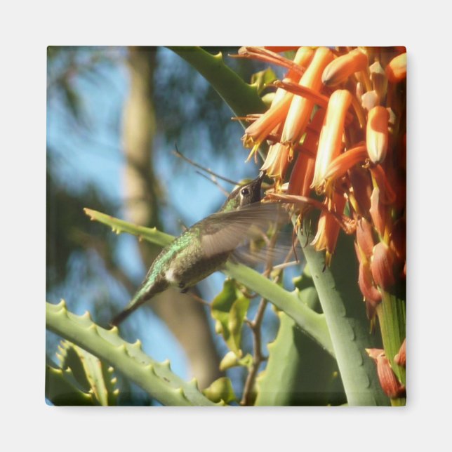 Aimant Colibri à gorge noire en vol (Devant)