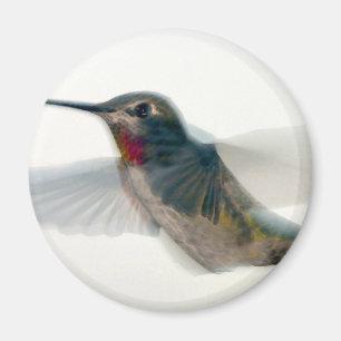 Aimant Colibri à gorge rouge
