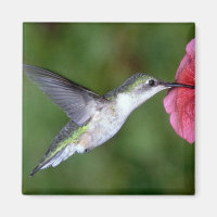 Colibri à gorge rubis (femelle) avec pétunia