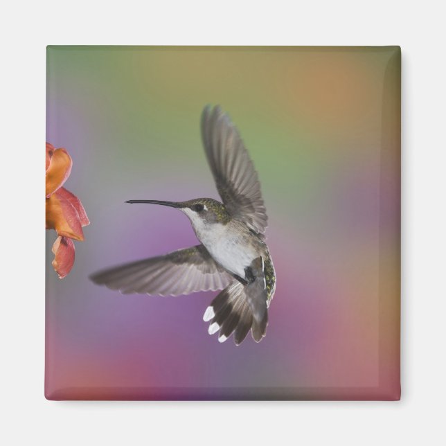 Aimant Colibri à gorge rubis femelle en vol (Devant)