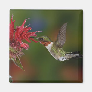 Aimant Colibri à gorge rubis mâle