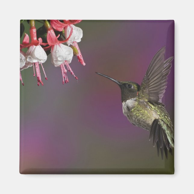 Aimant Colibri à gorge rubis mâle (Devant)