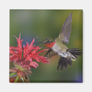 Aimant Colibri à gorge rubis mâle