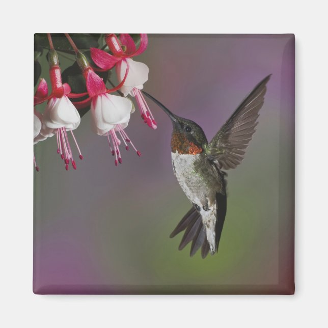 Aimant Colibri à gorge rubis mâle, Archilochus (Devant)