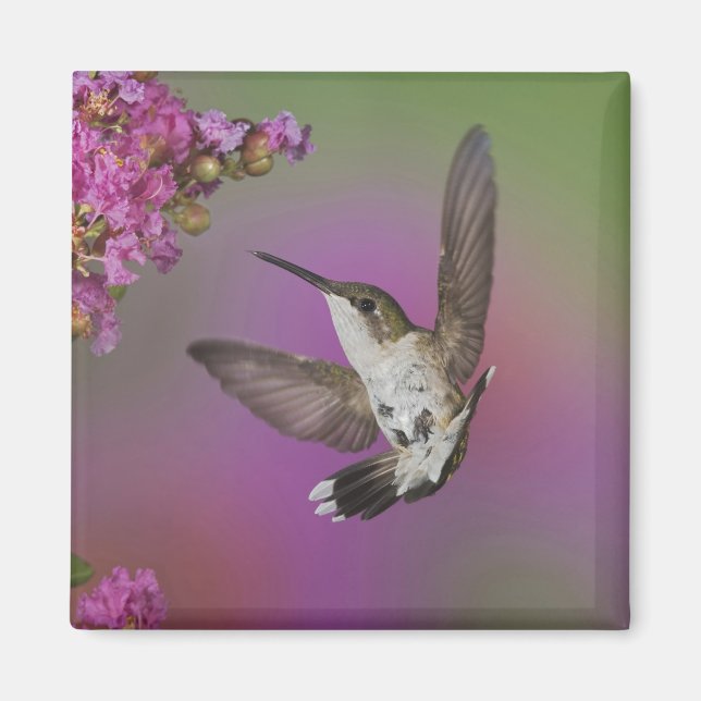 Aimant Colibri à gorge rubis mâle juvénile (Devant)