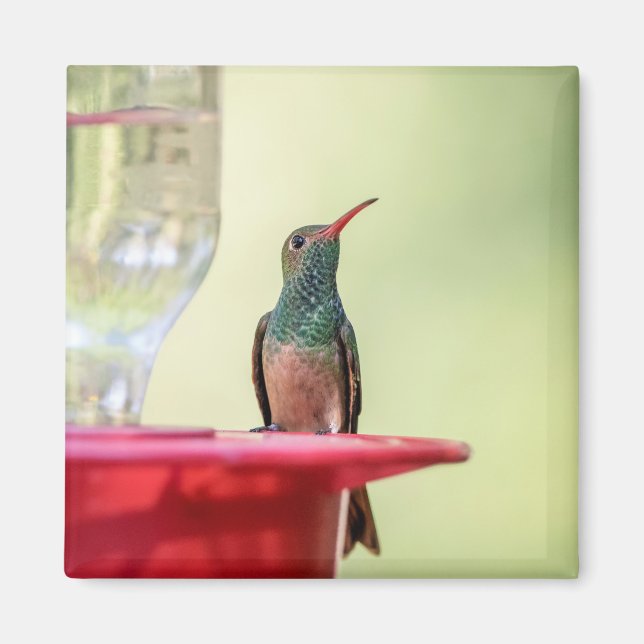 Aimant Colibri à ventre cassé au Texas (Devant)