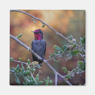 Aimant Colibri au coucher du soleil