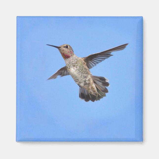 Aimant Colibri dans l'aimant de vol (Devant)