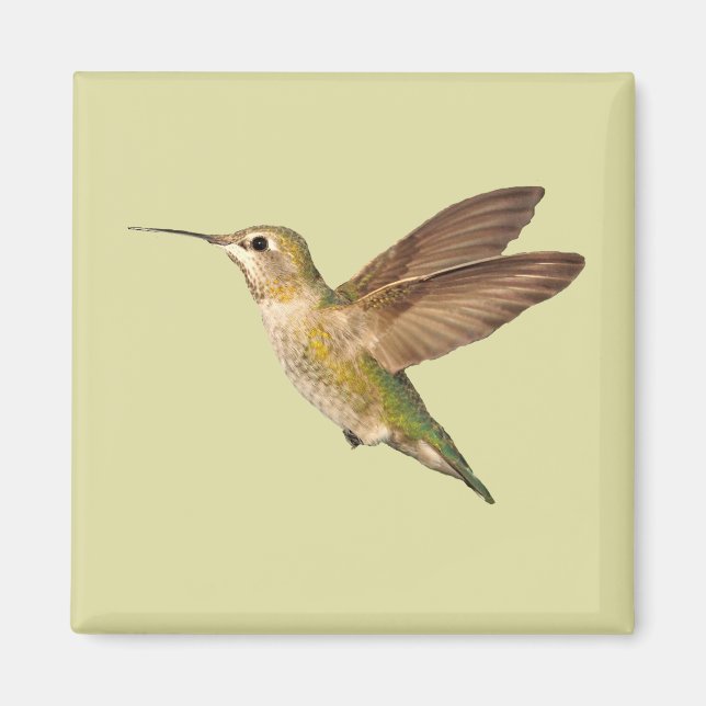 Aimant Colibri dans l'aimant de vol (Devant)
