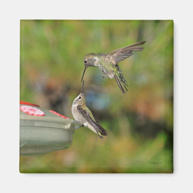 Aimant Colibri dans l'aimant de vol (Devant)