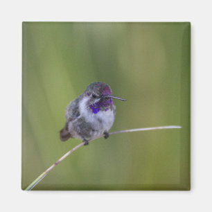 Aimant Colibri de Costa en août léger