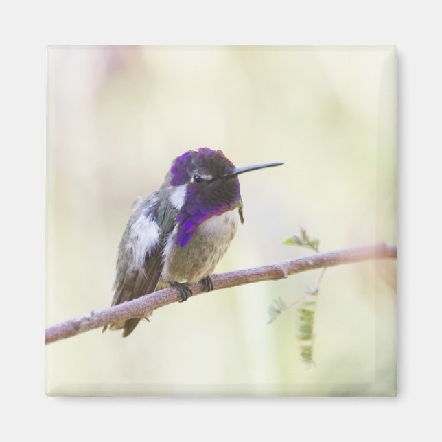 Aimant Colibri de Costa perché sur une branche (Devant)