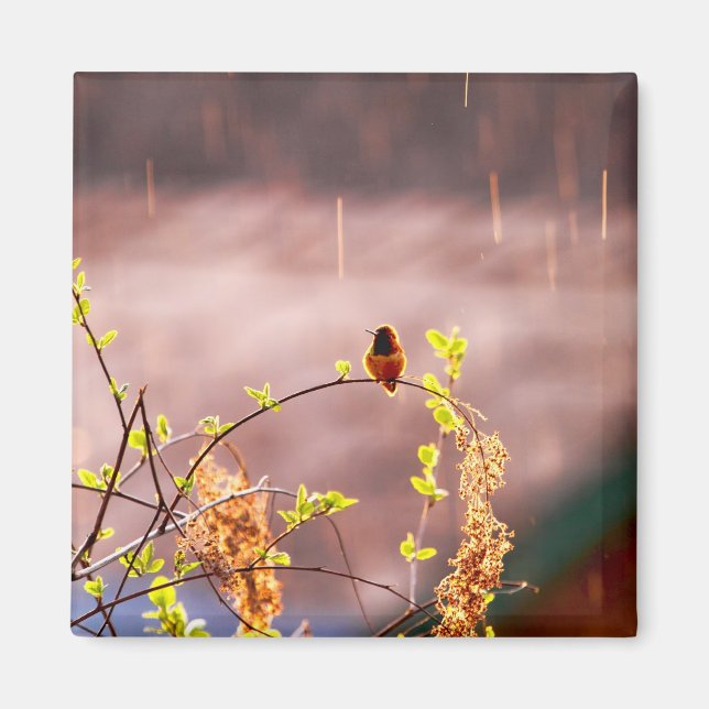 Aimant Colibri en pluie (Devant)