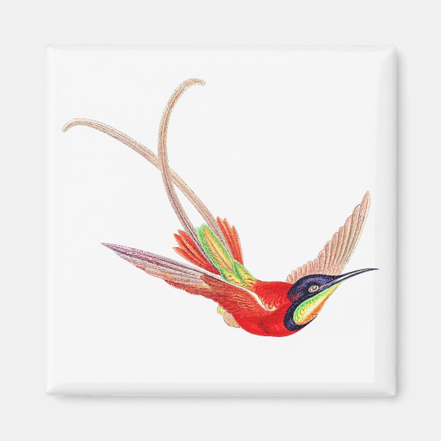Aimant Colibri en vol (Devant)