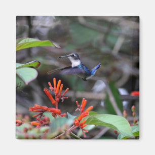 Aimant Colibri en vol et fleurs rouges