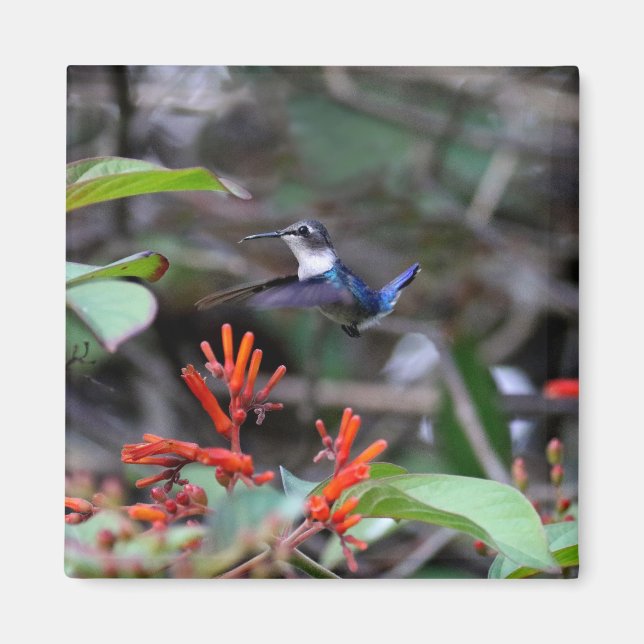 Aimant Colibri en vol et fleurs rouges (Devant)