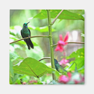 Aimant Colibri et fleurs tropicales