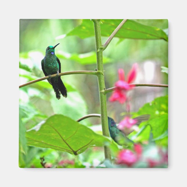 Aimant Colibri et fleurs tropicales (Devant)