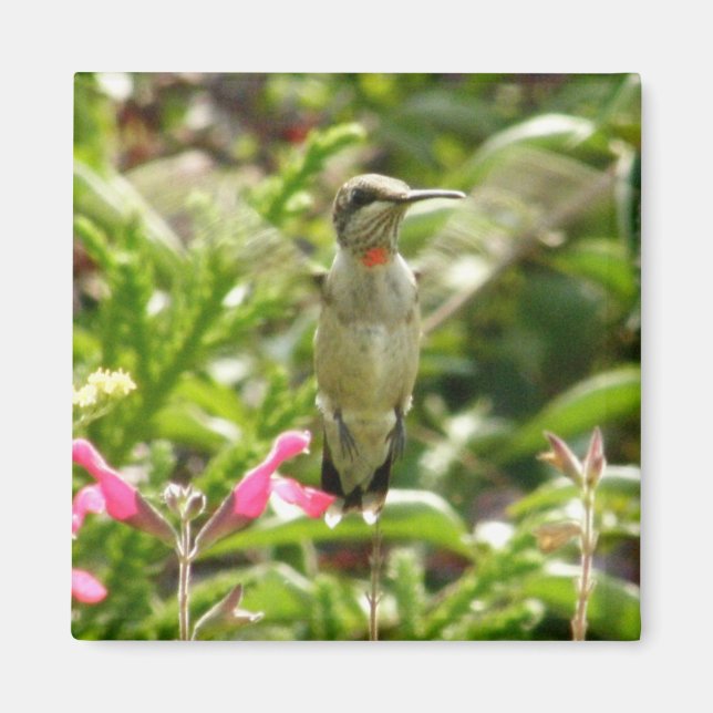 Aimant Colibri et Maraschino (Devant)