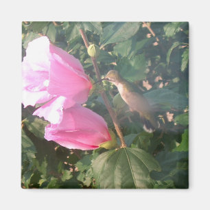 Aimant Colibri et rose d'aimant de Sharon