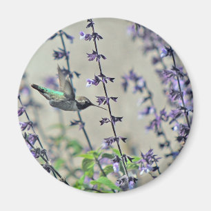 Aimant Colibri heureux II