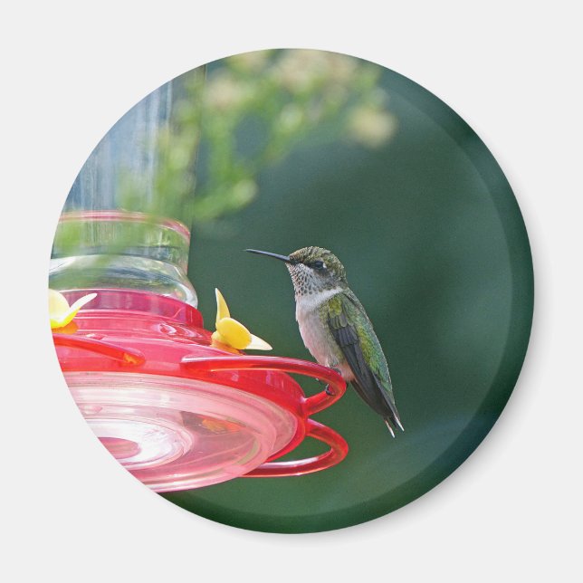 Aimant Colibri perché (Devant)