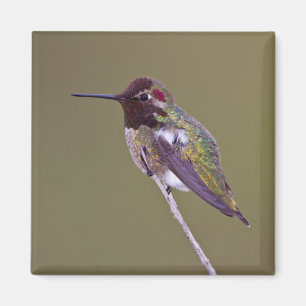 Aimant Colibri reposant