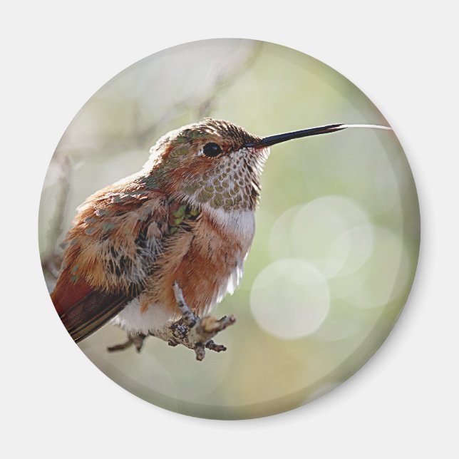 Aimant Colibri roux (Devant)
