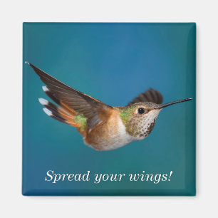 Aimant Colibri Rufous