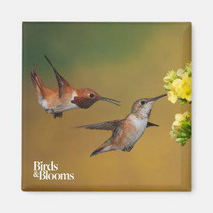 Aimant Colibri Rufous de flottement