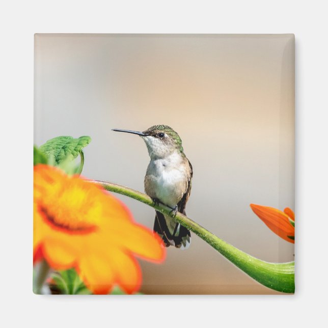 Aimant Colibri sur un plante à fleurs (Devant)